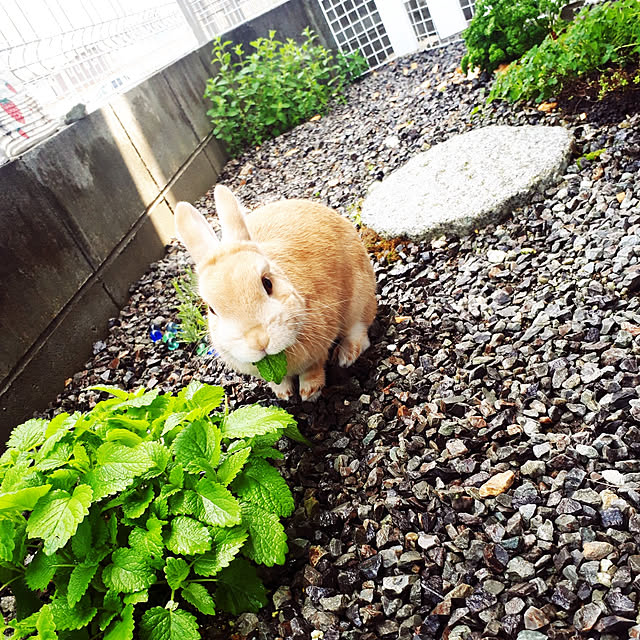 aiさんの実例写真