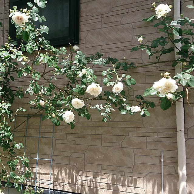 hiromi_coco3422さんの実例写真