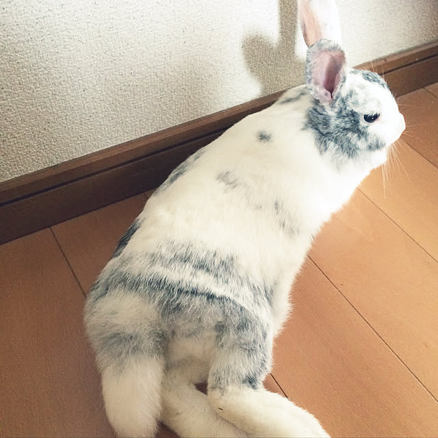 shizukaさんの実例写真