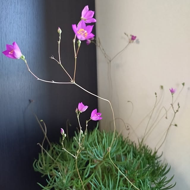 NOAHさんの部屋