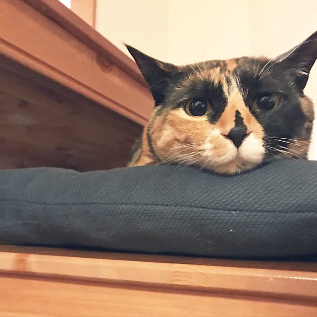 a_ko_a_koさんの実例写真