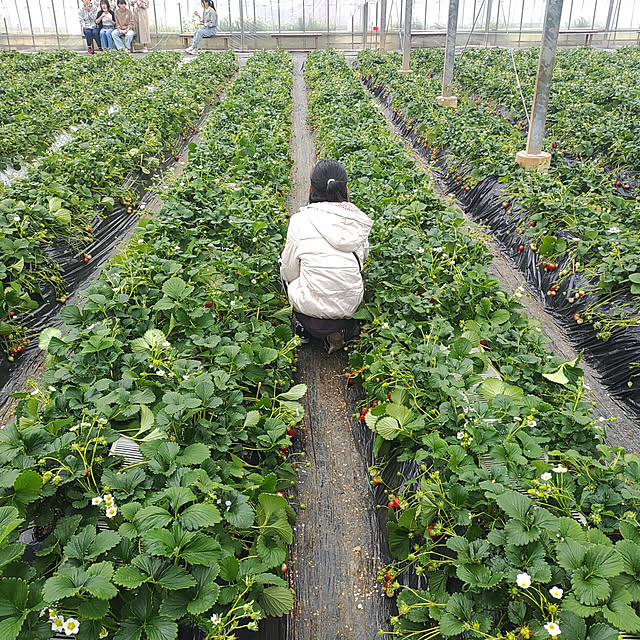 実例写真