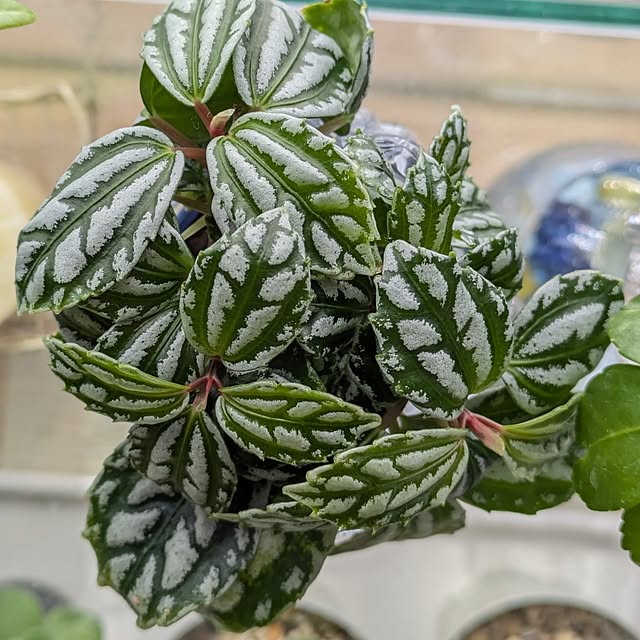 mi-saさんの部屋