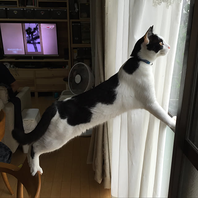 sakuraさんの実例写真