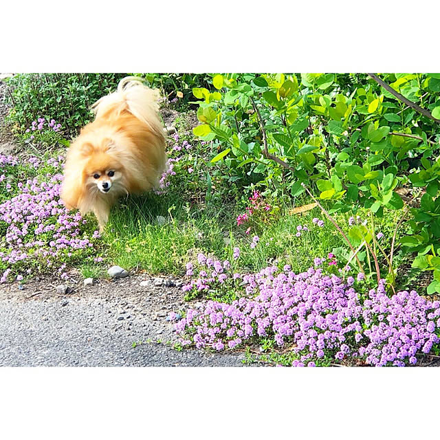 naho81078さんの実例写真