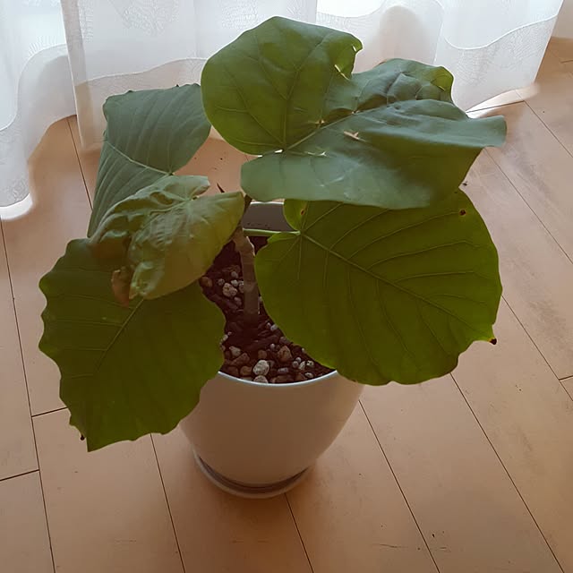 cherryさんの実例写真