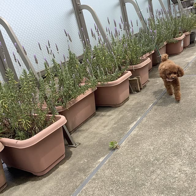 ISM.mumさんの実例写真