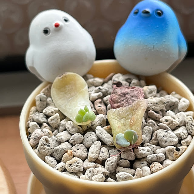 hanihaniさんの実例写真