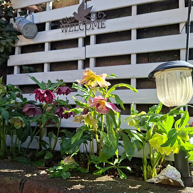 midoriさんの実例写真