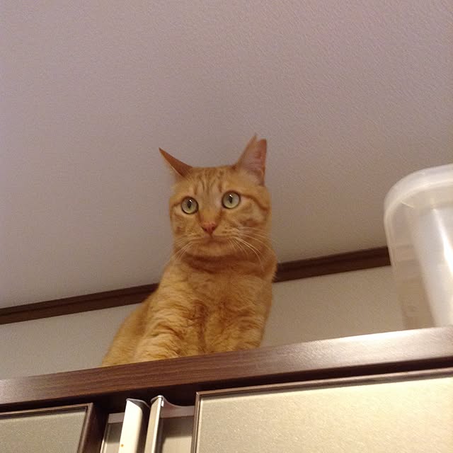 chikaさんの実例写真