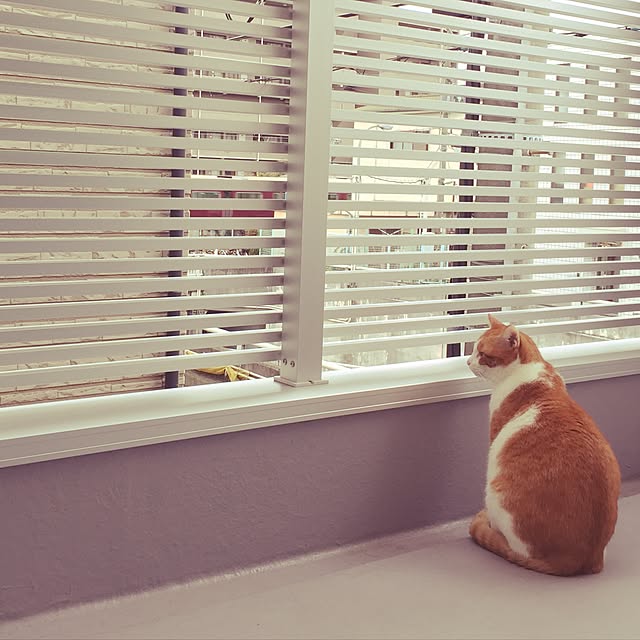myk93さんの実例写真