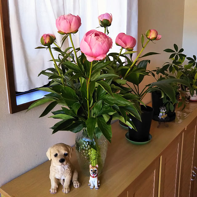 Tirorinさんの実例写真