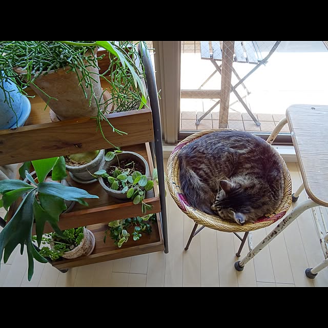 sachiblancさんの実例写真