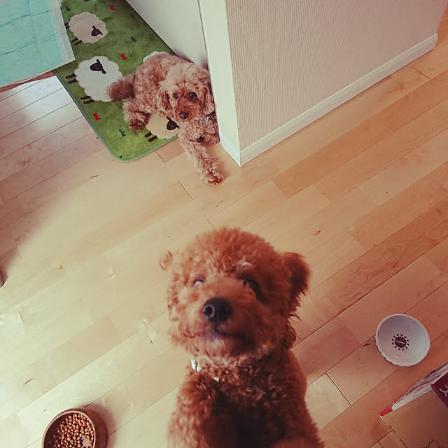 キッチン/これさえあれば、わたしの部屋/犬と暮らす部屋/いぬと暮らすのインテリア実例 - 2018-07-11 13:59:03