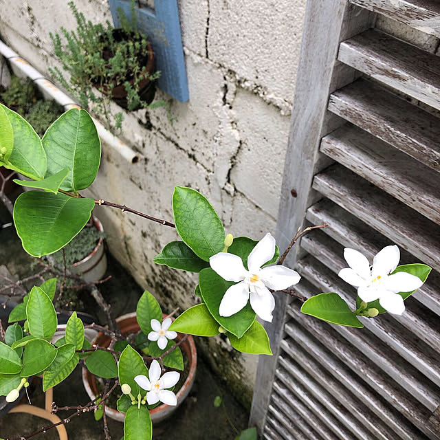 coraruさんの実例写真