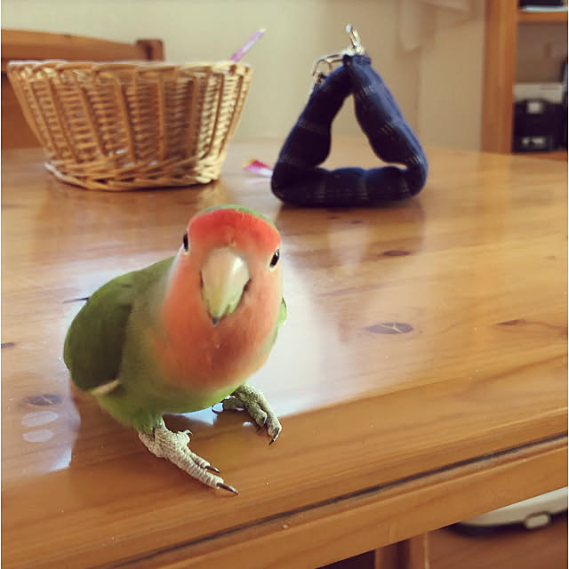 Rechanさんの実例写真