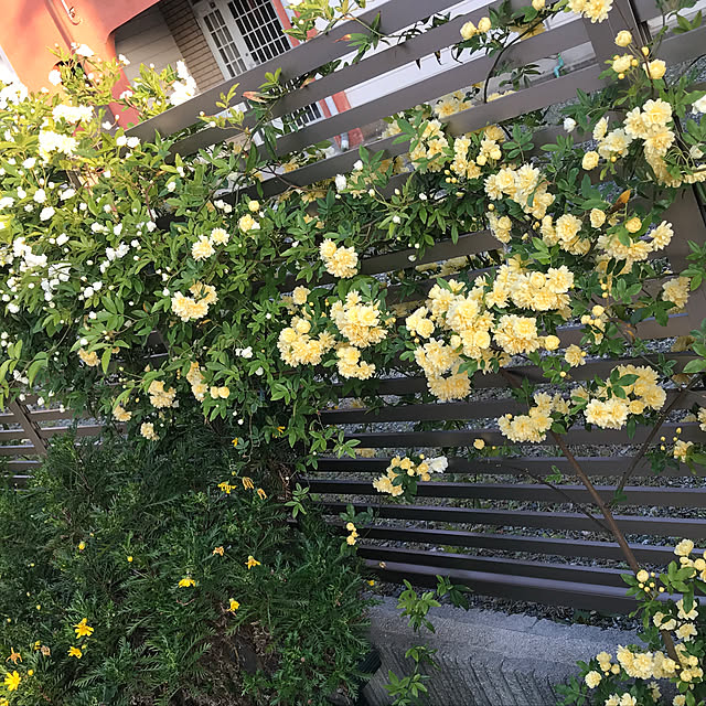 kimuraruさんの実例写真
