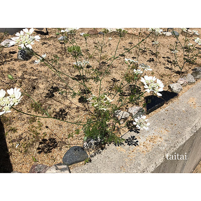 taitaiさんの実例写真