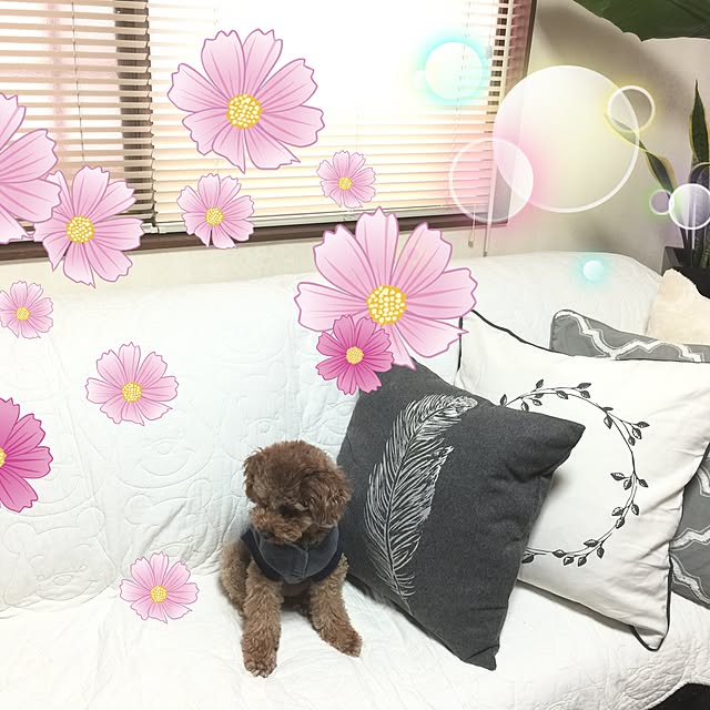 momonaさんの実例写真