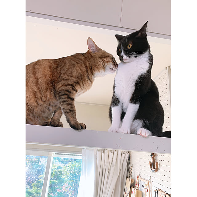 harukaさんの実例写真