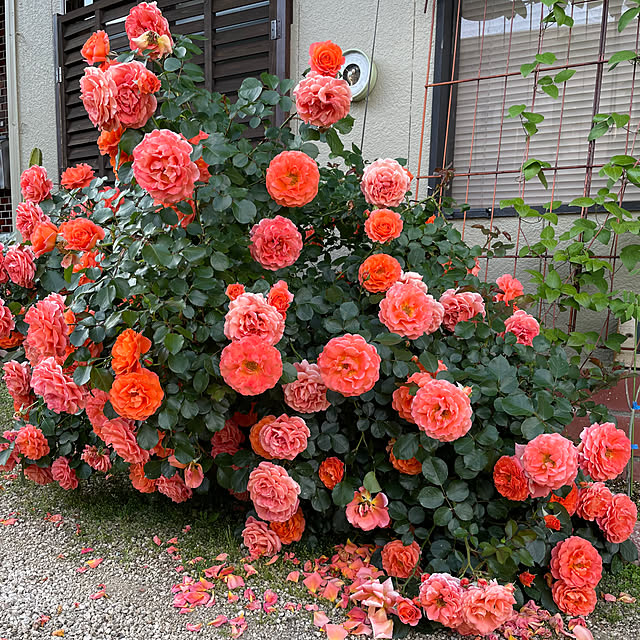 shin0719さんの実例写真