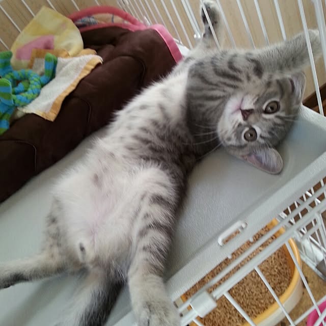 maasukeさんの実例写真