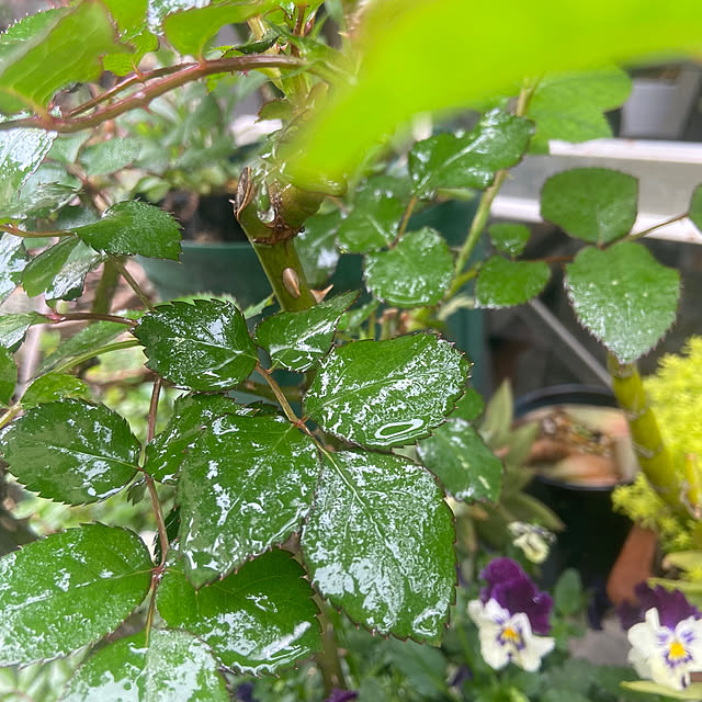 na-chanさんの部屋