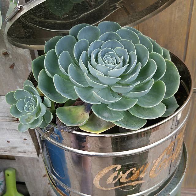 niko2pun2さんの実例写真