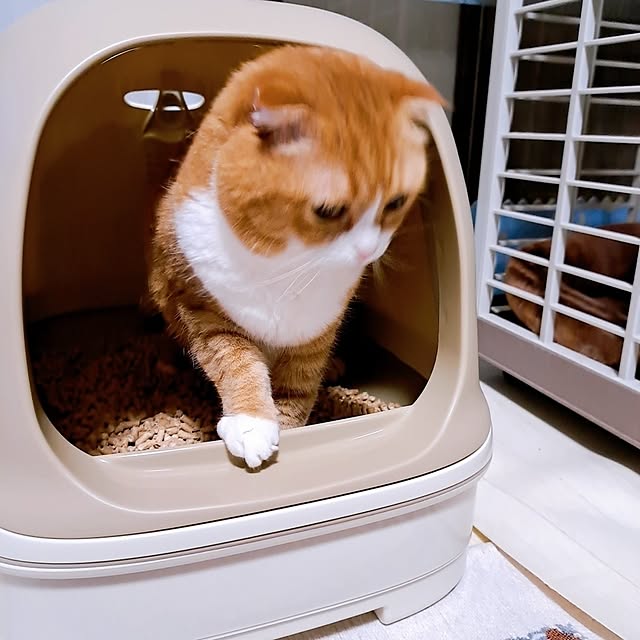 kumingさんの部屋