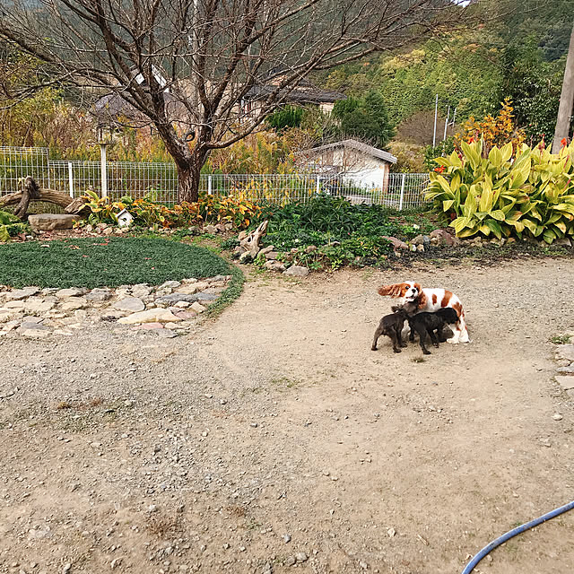 pepeさんの実例写真
