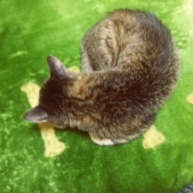 kittenblueさんの実例写真