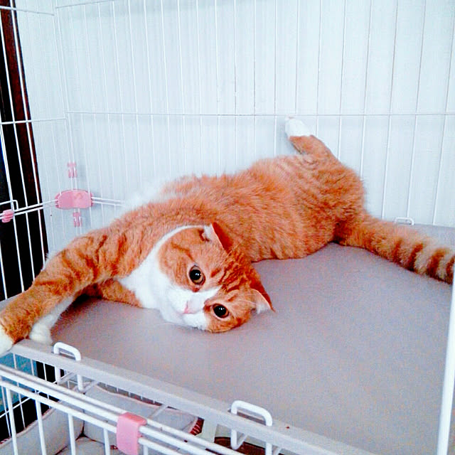 kumingさんの実例写真