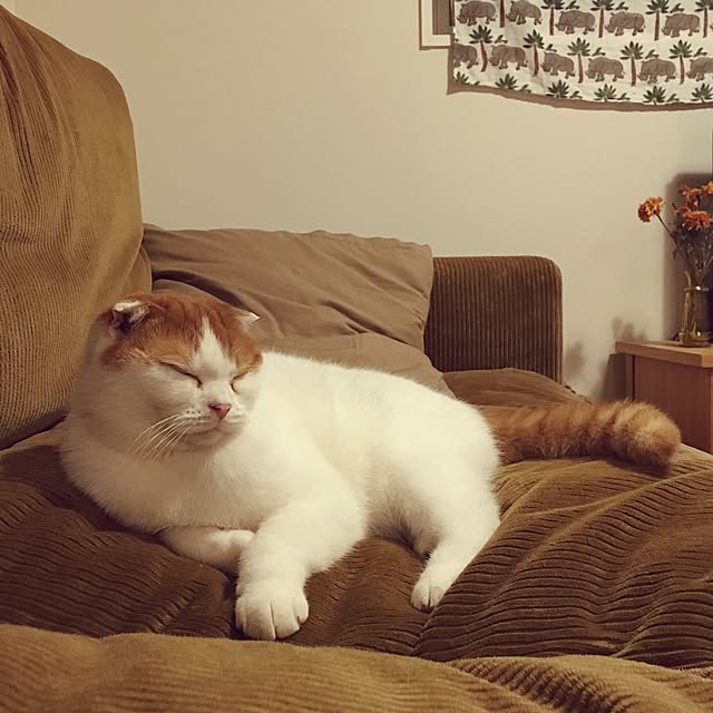 Joeさんの実例写真