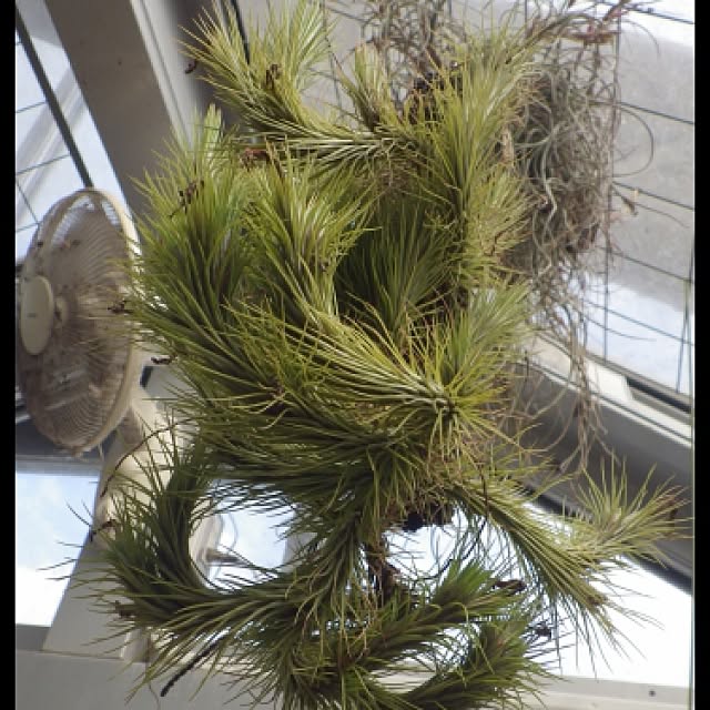 Plantexhibitionhallさんの実例写真
