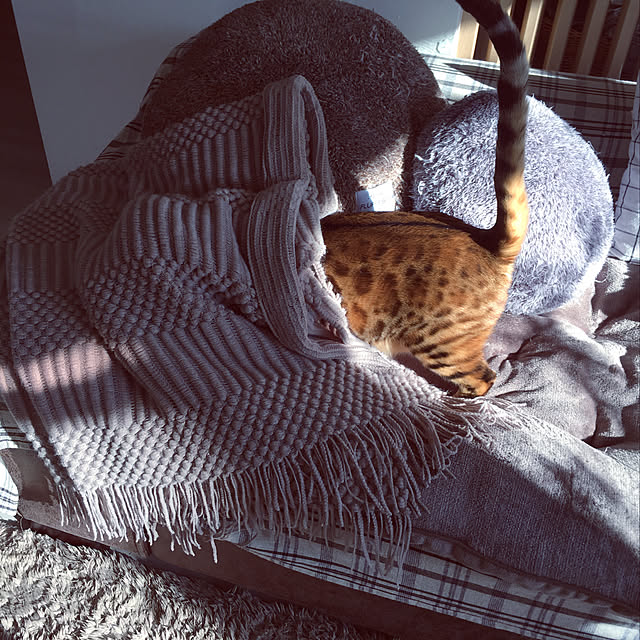 megu.catさんの実例写真