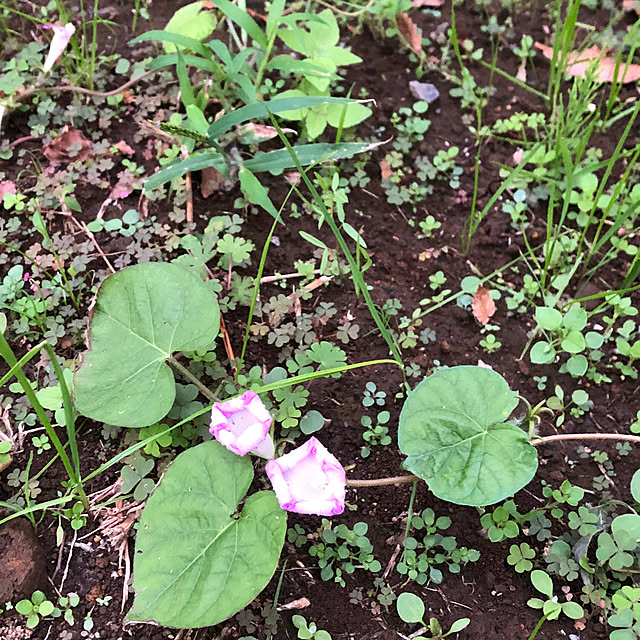 piyolandさんの実例写真