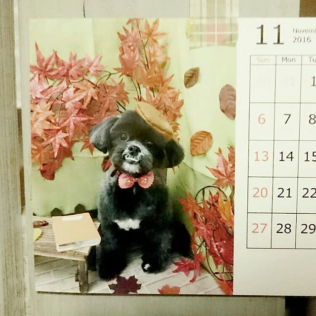 asaさんの実例写真
