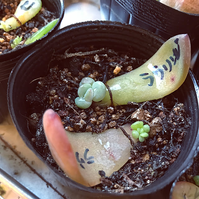 canmilmamaさんの実例写真
