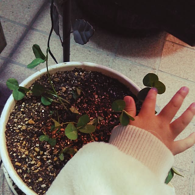 sunflowerさんの実例写真