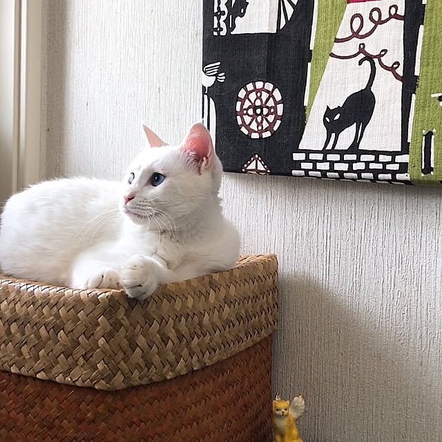 nyanko-beamさんの実例写真