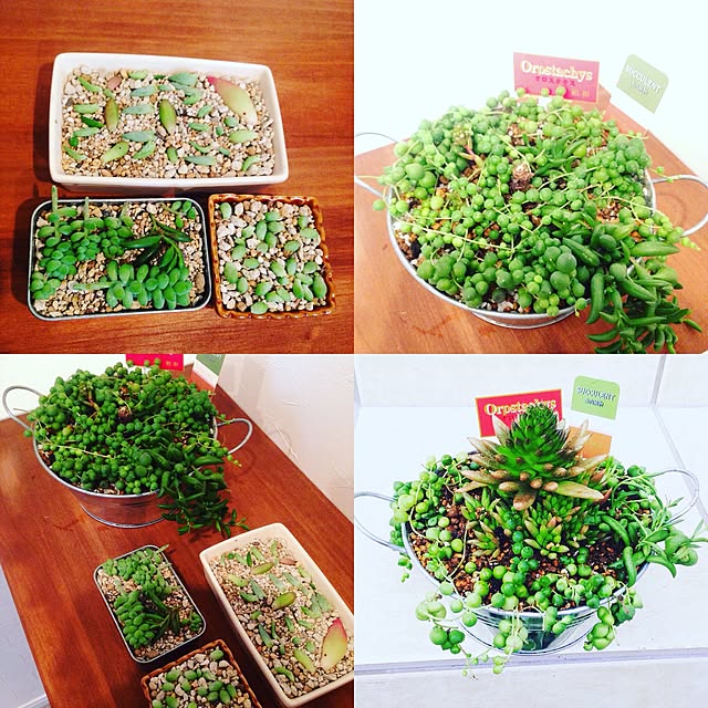 玄関/入り口/挿し木/多肉植物/セリア/ハンドメイド...などのインテリア実例 - 2015-11-22 00:52:55