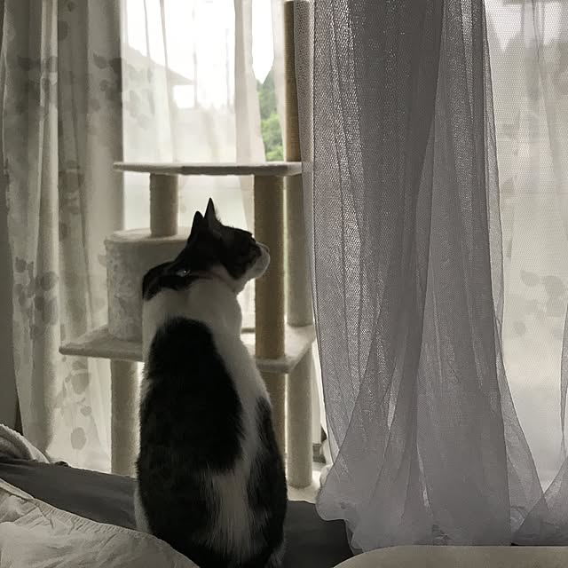 Shihoさんの実例写真