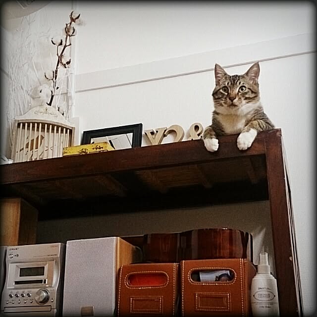Lukiさんの実例写真