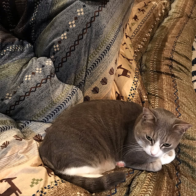 Yokoさんの実例写真