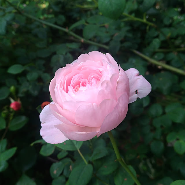 magnoliaさんの実例写真
