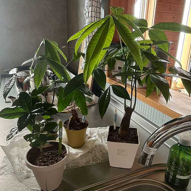 mogumoguさんの部屋