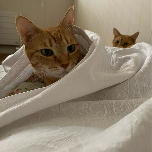 mikeume7さんの実例写真