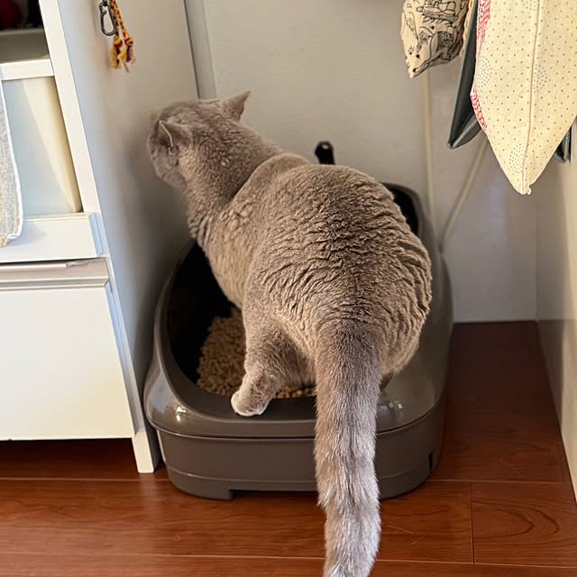 chulashihoさんの部屋