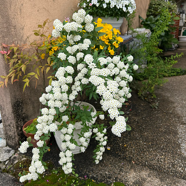 fumikoiさんの実例写真