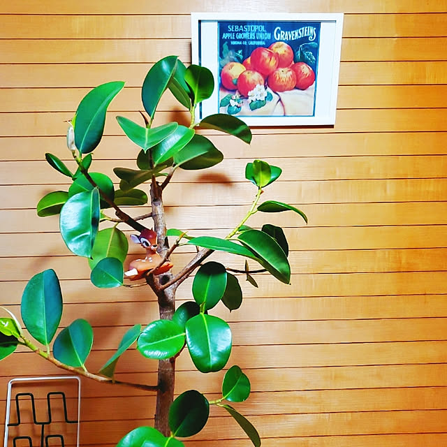 cherrycherryさんの実例写真